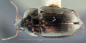 Media type: image;   Entomology 31228 Aspect: habitus dorsal view